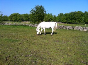 Han har alltid haft ett stort intresse för mat ;)